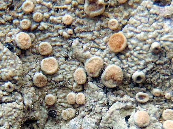 Ochrolechia trochophora (Vain.) Oshio  var. pruinirosella Brodo
