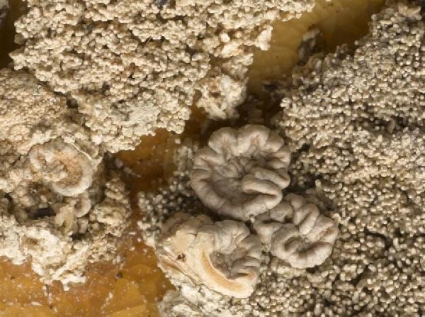 Ochrolechia tuckermanii Verseghy