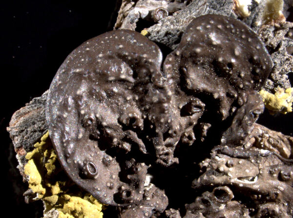 Omphalodium arboricola Räsänen