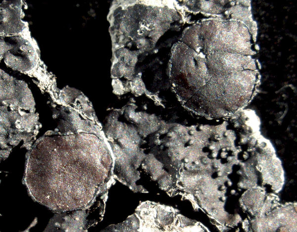 Omphalodium pisacomense Meyen & Flot.