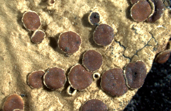 Omphalora arizonica (Tuck. ex Willey) T.H. Nash & Hafellner