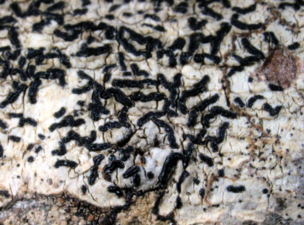 Opegrapha agelaeoides Nyl.