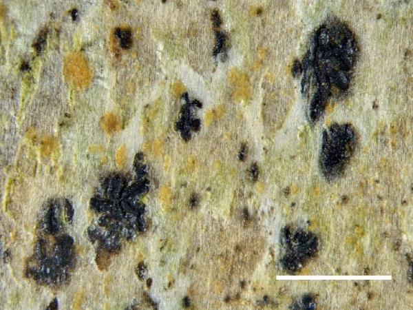 Opegrapha arthoniicola Coppins & S.Y. Kondr.