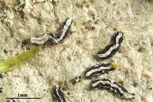 Opegrapha astraea Tuck.