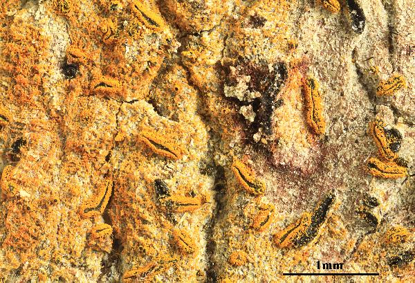 Opegrapha aurantiaca B. de Lesd.