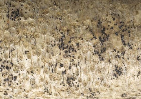 Opegrapha brevis Coppins