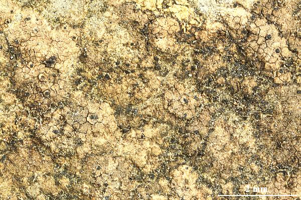Opegrapha corumbensis Redinger