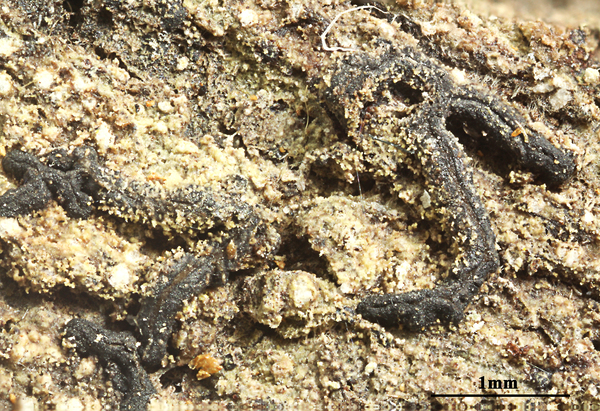 Opegrapha cylindrica Raddi