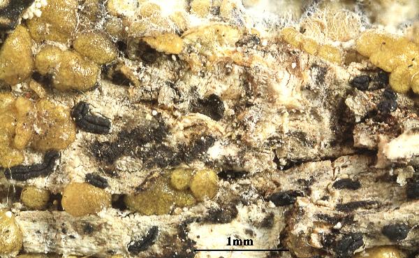 Opegrapha dekeselii Ertz