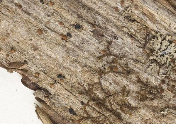 Opegrapha diffracticola R.C. Harris & Ladd