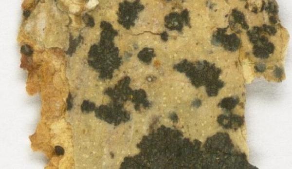 Opegrapha encephalographoidea Diederich