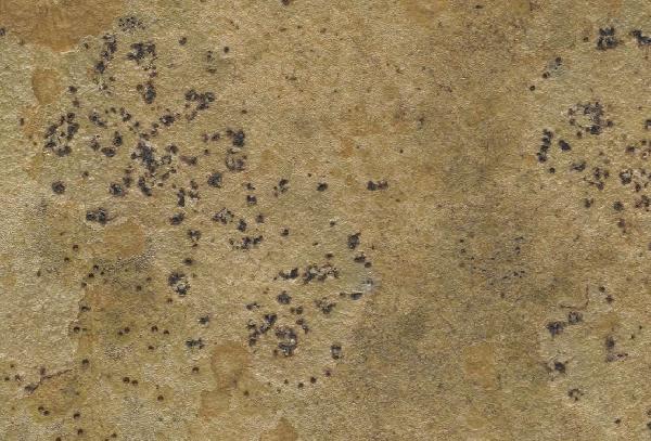 Opegrapha epiporina Matzer