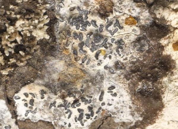 Opegrapha follmannii C.W. Dodge 