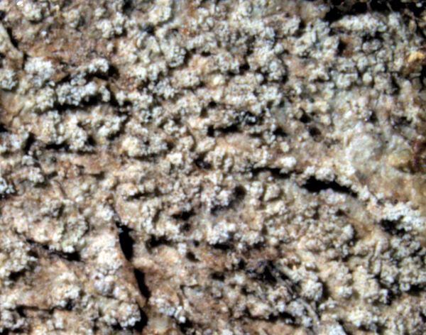 Opegrapha fumosa Coppins & P. James