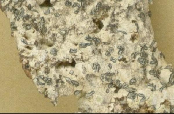 Opegrapha huneckii Follmann & Klem.