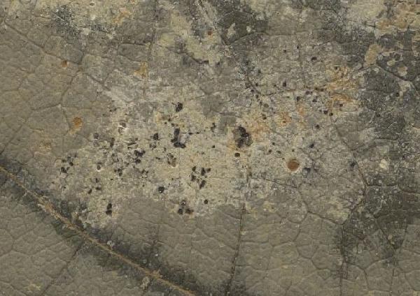 Opegrapha kalbii Matzer