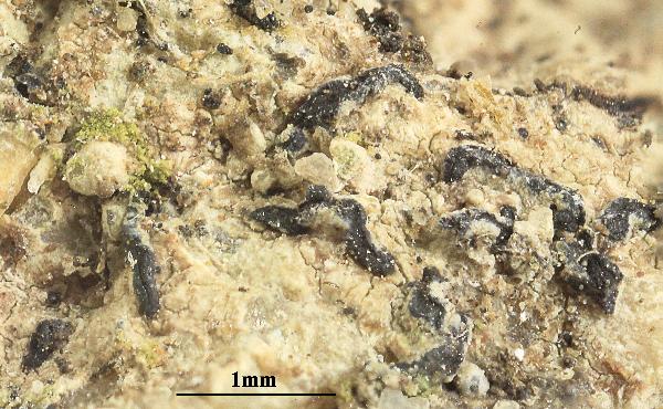 Opegrapha lithyrgiza Vain.