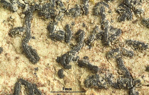 Opegrapha multiseptata Müll. Arg.