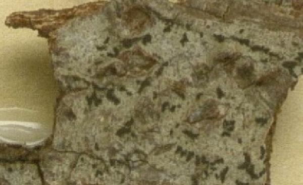 Opegrapha pauciexcipulata Aptroot & Yazıcı
