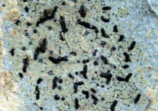 Opegrapha phylloporinae Müll. Arg.