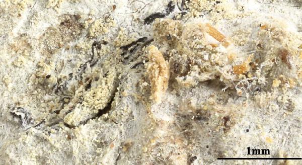 Opegrapha ramisorediata Aptroot & M. Cáceres