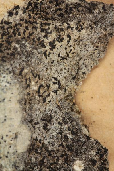 Opegrapha saxatilis var. tesserata Schaer.