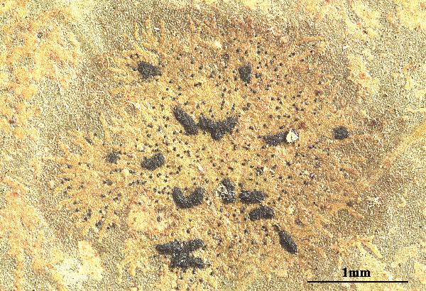 Opegrapha serusiauxii Lücking