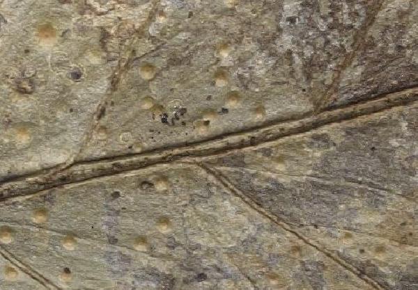 Opegrapha sipmanii Matzer