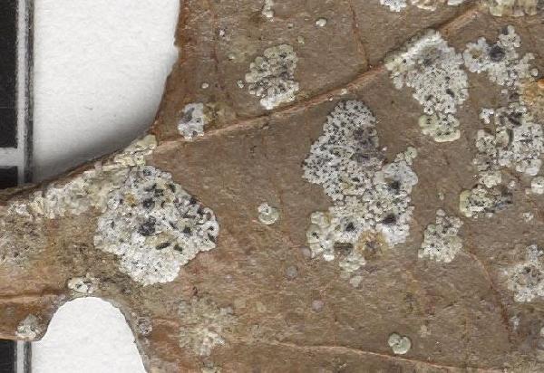 Opegrapha strigulae R. Sant. ex Matzer & R. Sant.