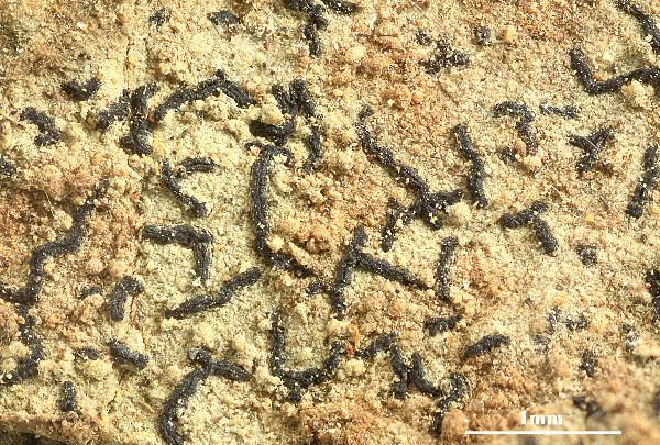 Opegrapha subrimulosa Nyl.