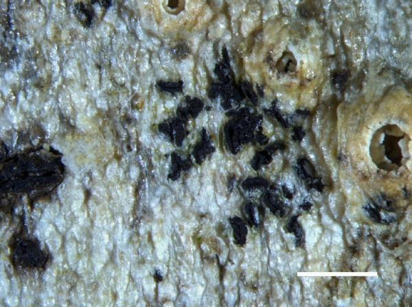 Opegrapha thelotrematis Coppins