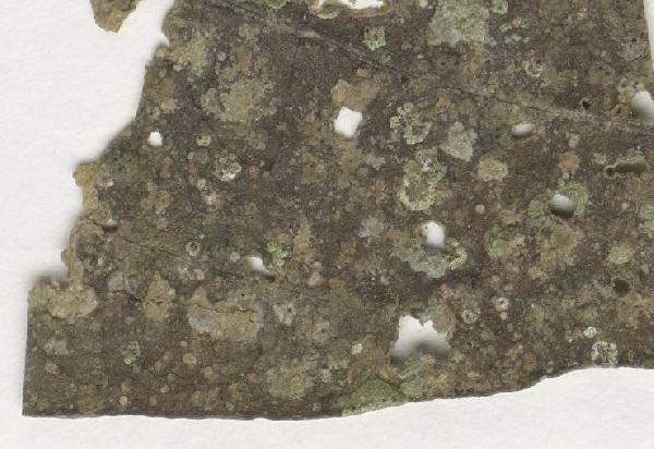 Opegrapha uniseptata Matzer