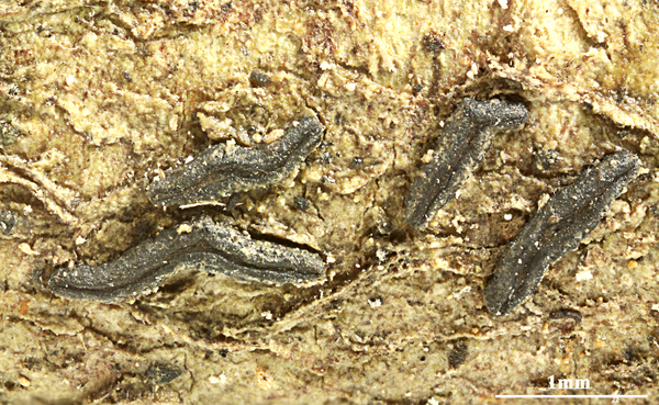 Opegrapha urosperma Fée
