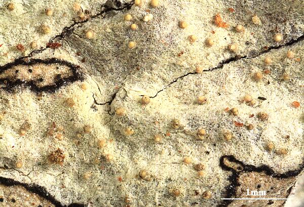 Opegrapha xanthonica Aptroot & M. Cáceres