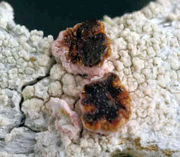 Ophioparma araucariae (Follmann) Kalb & Staiger