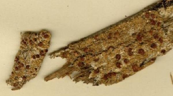 Ophioparma handelii (Zahlbr.) Printzen & Rambold