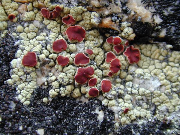 Ophioparma lapponica (Räsänen) Hafellner & R.W.Rogers