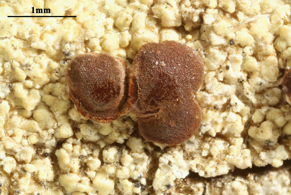 Ophioparma rubricosa (Müll. Arg.) S. Ekman