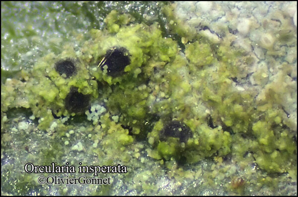 Orcularia insperata (Nyl). Kalb & Giralt