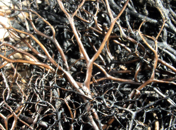 Oropogon barbaticus Essl.