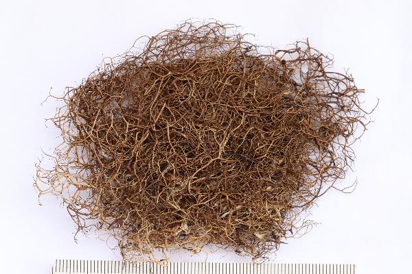 Oropogon bicolor Essl.