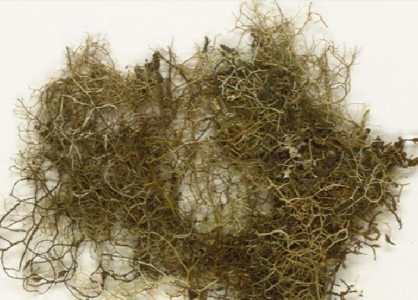 Oropogon evernicus Essl. & S.D. Leav.