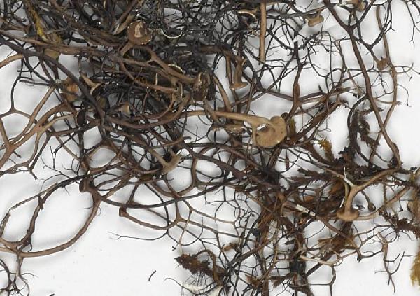 Oropogon protocetraricus S.D. Leav. & Essl.