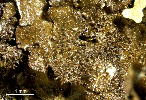 Austromelanelixia piliferella (Essl.) Divakar, A. Crespo & Lumbsch