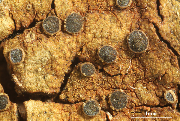 Obscuroplaca camptidia (Tuck.) Søchting, Arup & Bungartz