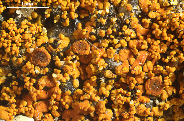 Oceanoplaca isidiosa (Vain.) Bungartz, Søchting & Arup