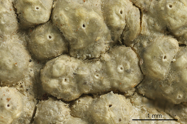 Ocellularia microstoma (Müll. Arg.) Hale