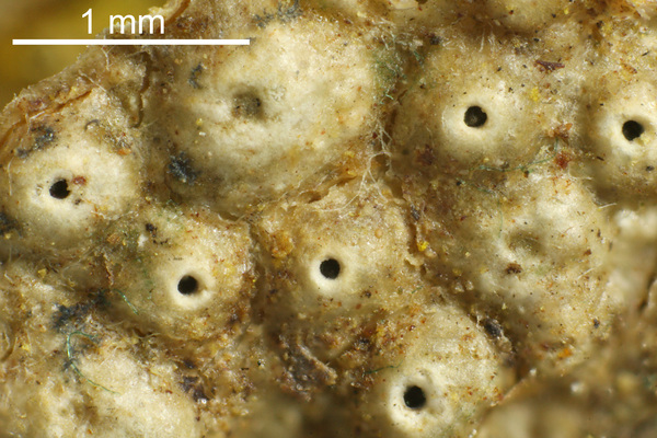 Ocellularia ascidioidea Hale