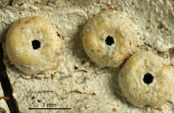 Ocellularia neopertusariiformis Hale