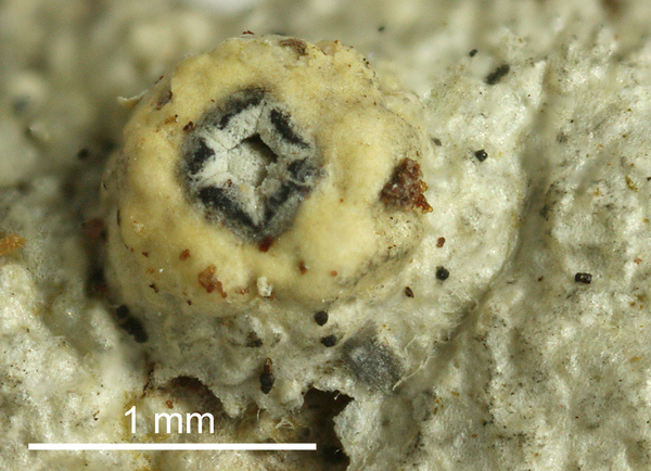 Ocellularia nylanderiana Hale